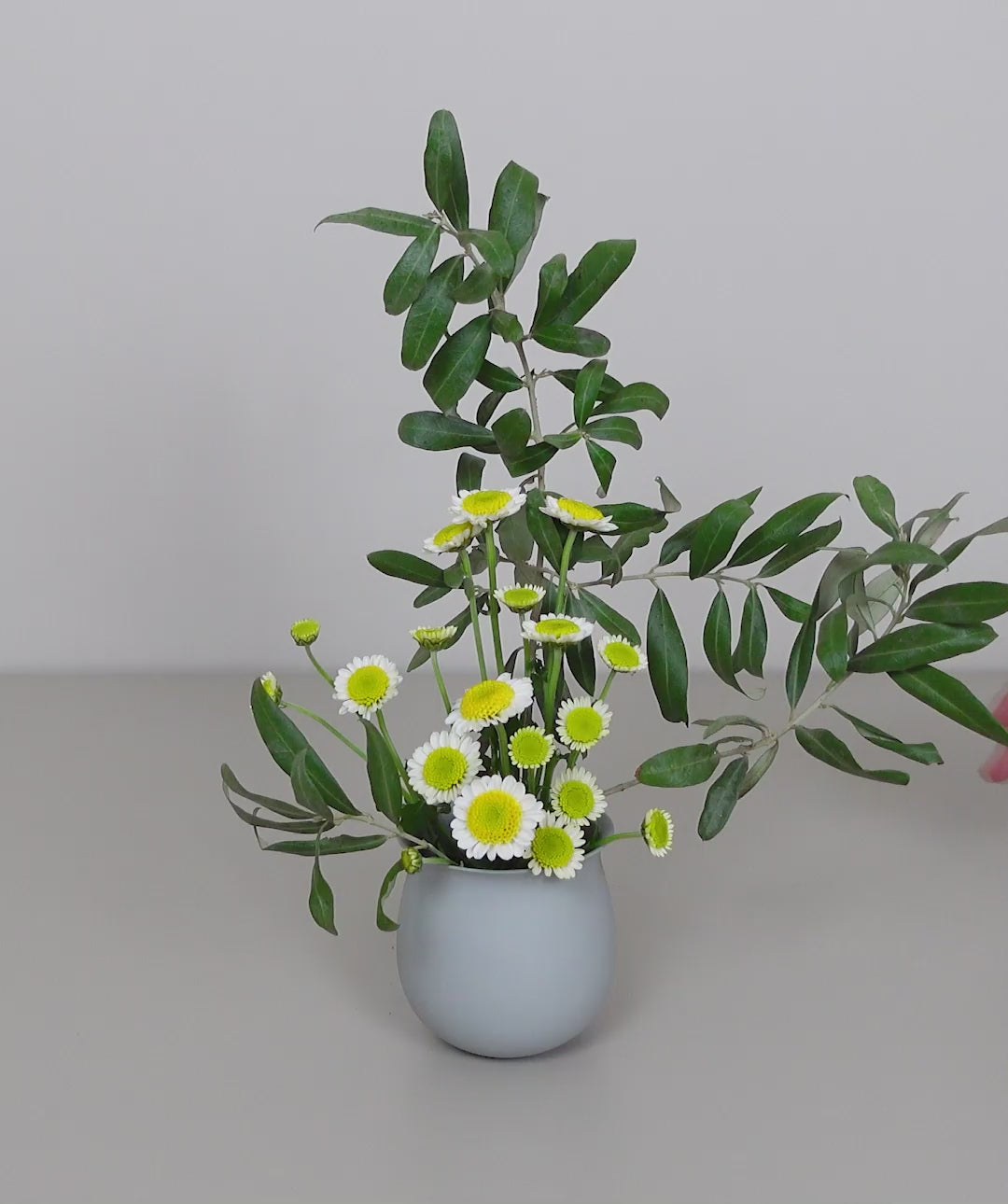 Mediterranean Ikebana with daisies and olive tree branches.
